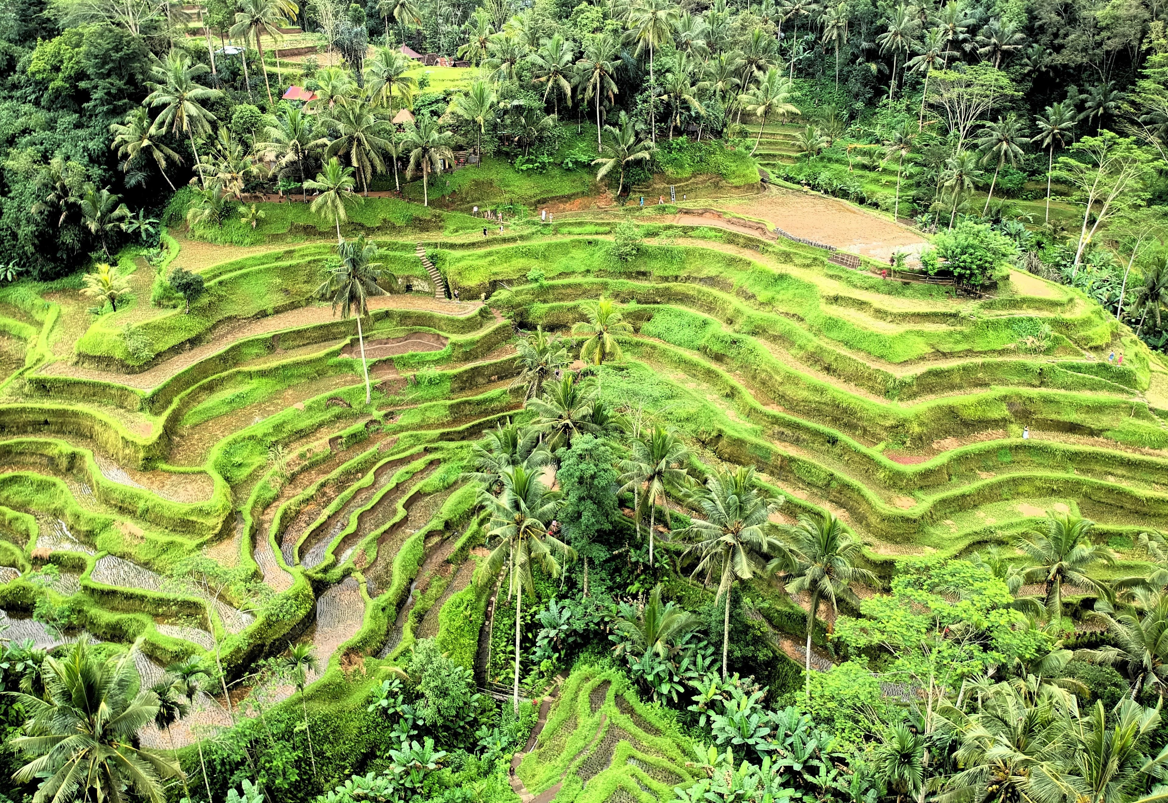 Nasi- of rijstvelden