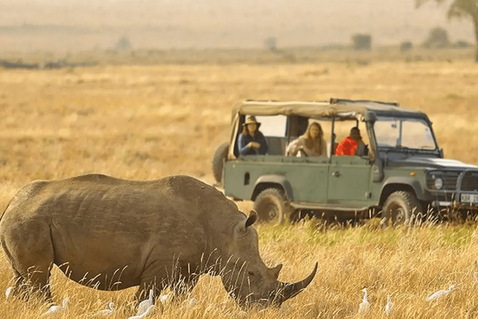 Private Game Safari Serengeti